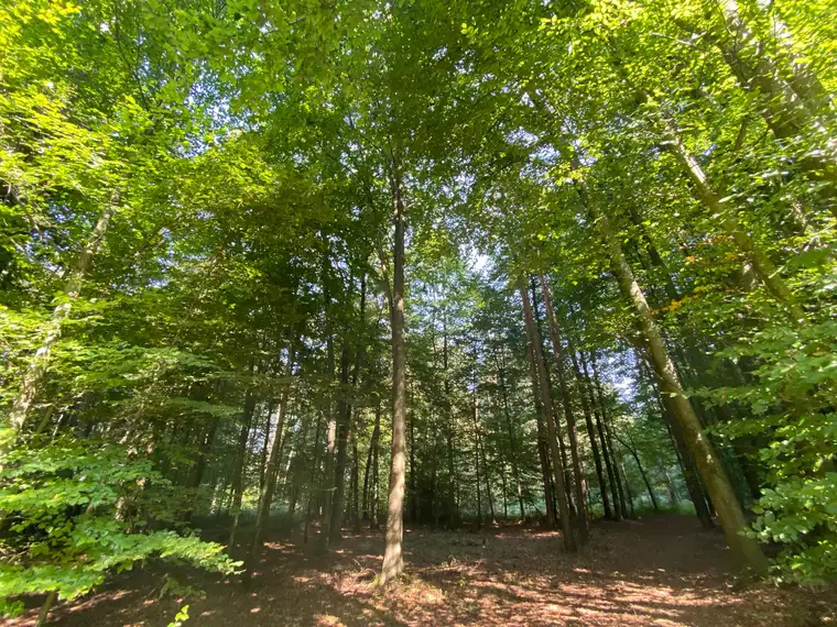 Waldgrundstück (Mischwald) in Gossendorf – 5.265 m² Natur &amp; Wertbeständigkeit
