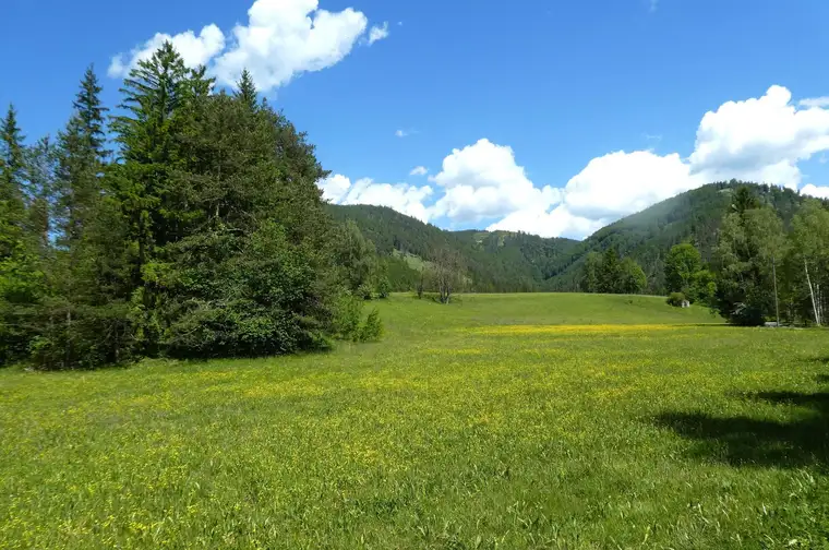 Natur pur im Schneebergland 15.000 m2 Eigengrund mit ca. 3.500 m2 Bauland