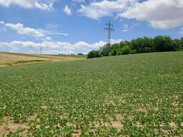 Landwirtschaftliche Fläche in Moosbrunn – 37.000 m². Kaufpreis auf Anfrage!