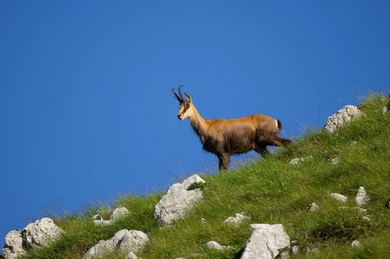 Top Eigenjagd in Rotwildkerngebiet mit representativem Forsthaus
