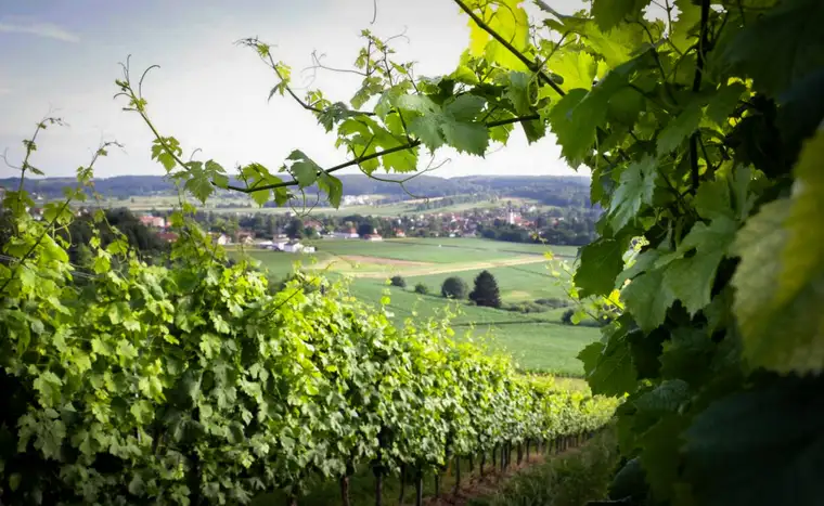 Familiengeführter Weinbaubetrieb mit Buschenschank an der Oststeirischen Römerweinstraße