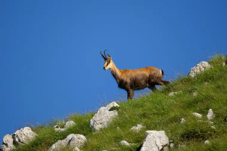 326 ha Eigenjagd / Gebirgsjagd in Salzburg zu verkaufen (Rot-/Reh-/Gamswild)