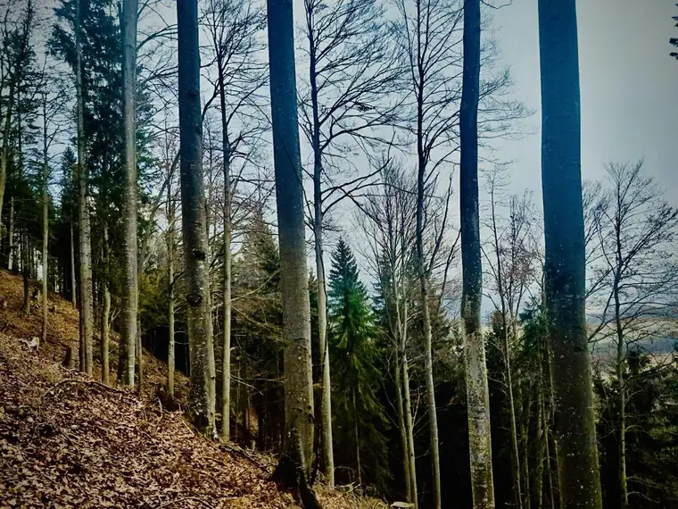 Wald in Lechen - gut erreichbar und erschlossen zu Verkaufen