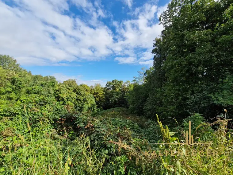 NATUR PUR in Pöttsching - Baugrund + Wald!