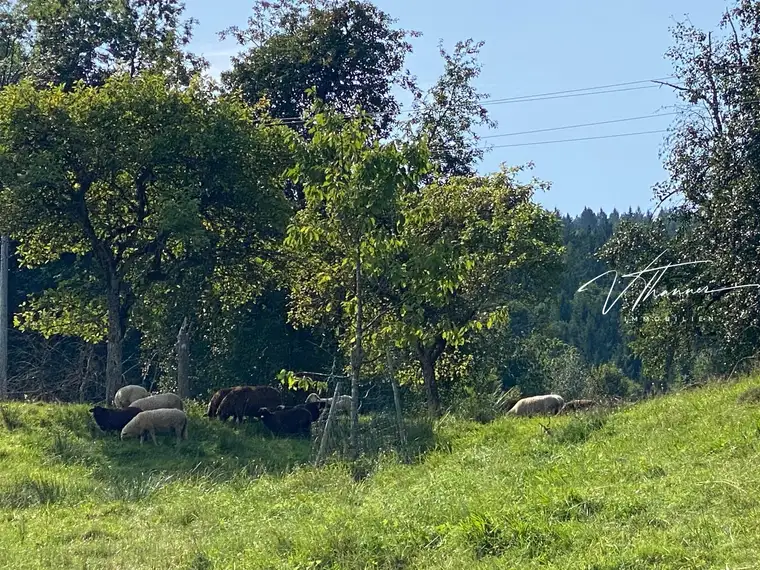 Ihr Ausblick: Schafe und Natur - und dennoch Stadtnähe
