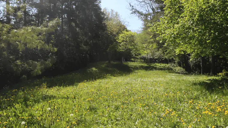 Traum-Baugrund in Hagenbrunner Bestlage am Naturschutzgebiet