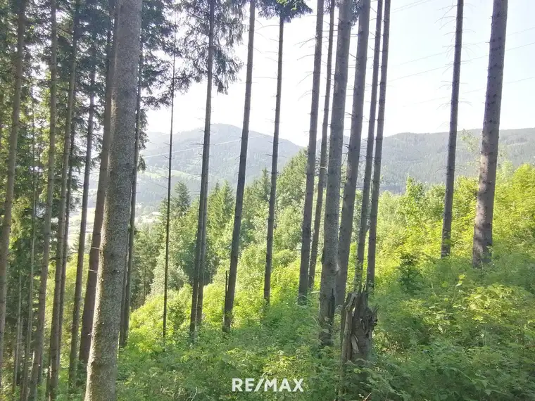 Wald in Steinhaus