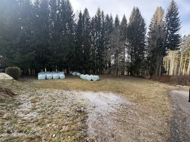 Aufgepasst: Baugrundstück mit Wald über der Nebelgrenze!