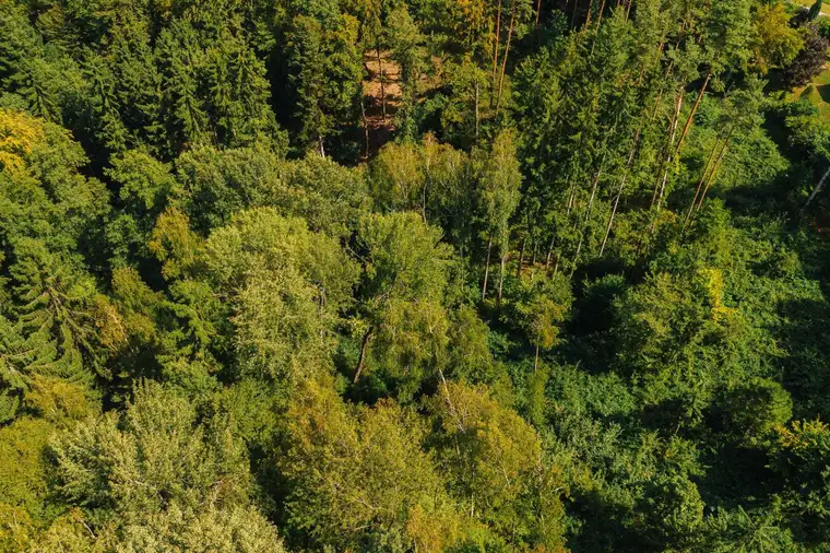 Waldgrundstück nahe Graz – 22.301 m² nachhaltige Investmentchance!