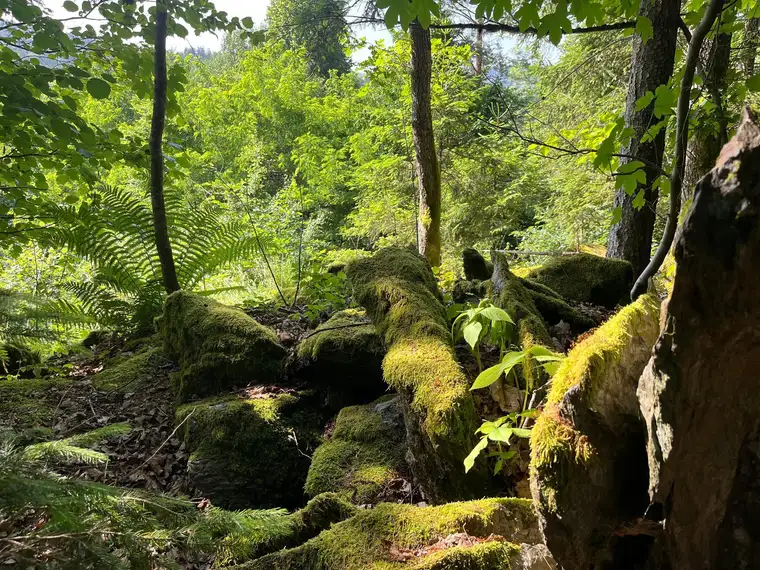 Naturjuwel mit Baugrund im Landschaftsschutzgebiet "Moosburger Teichlandschaft"