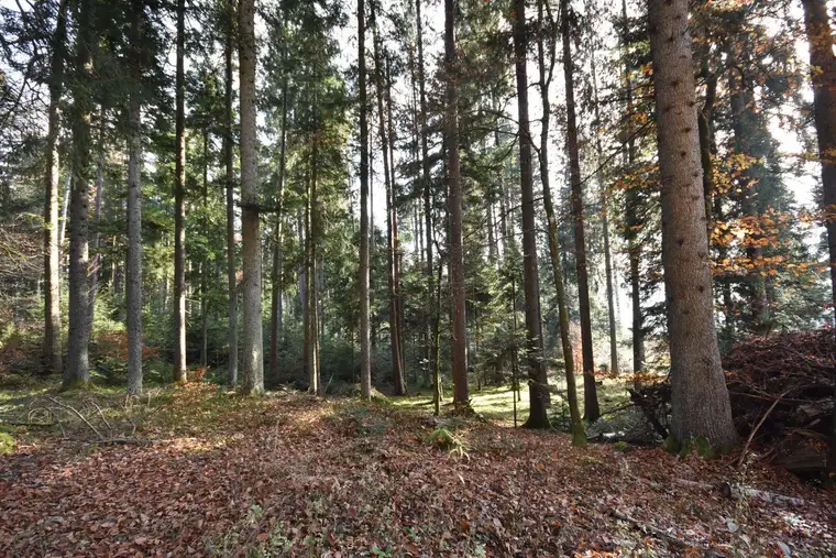 ca. 10 ha gut erschlossene Waldfläche
