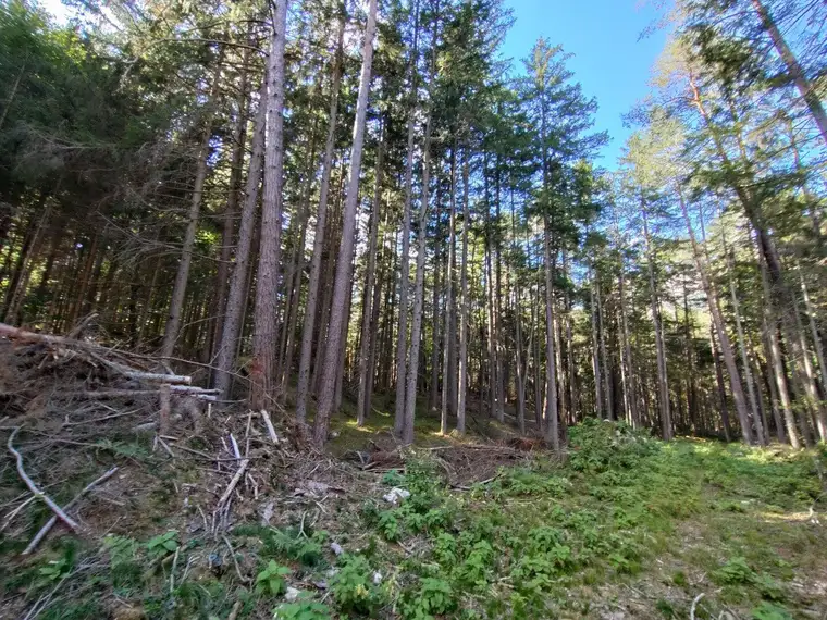 Großzügige Waldfläche in der Nähe von Villach/Oberschütt