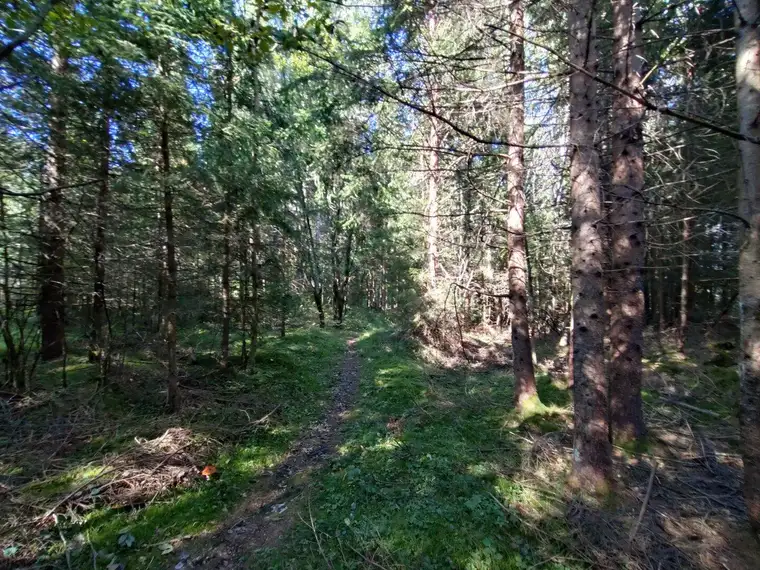 Waldfläche in Villach/Oberschütt