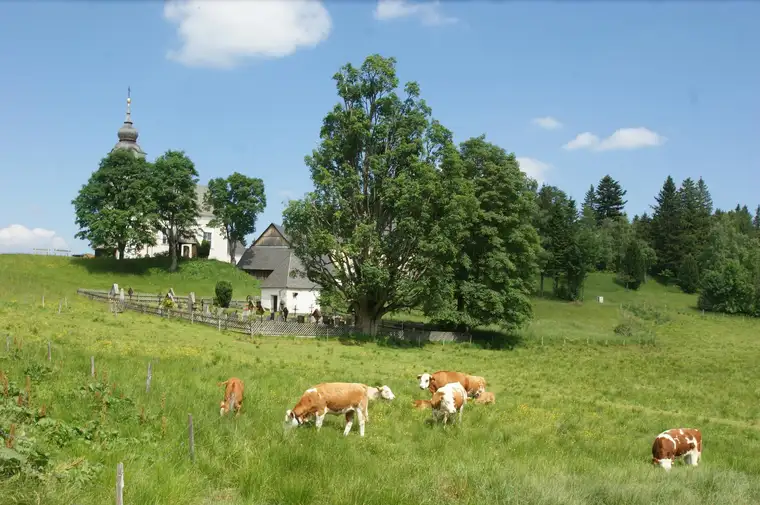 RARITÄT AUF DER ALM - NÄHE WEINEBENE