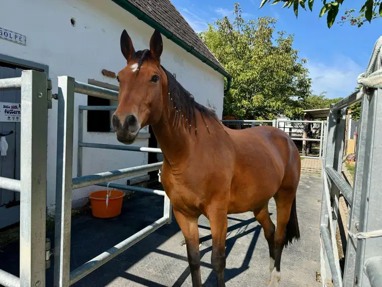 Pferdeparadies: Reitplatz, Halle, Koppeln &amp; charmanter Streckhof in der Nähe von Eisenstadt