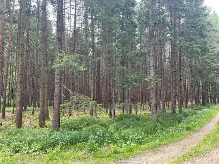 Gepflegtes Waldstück im Neudauer Wald