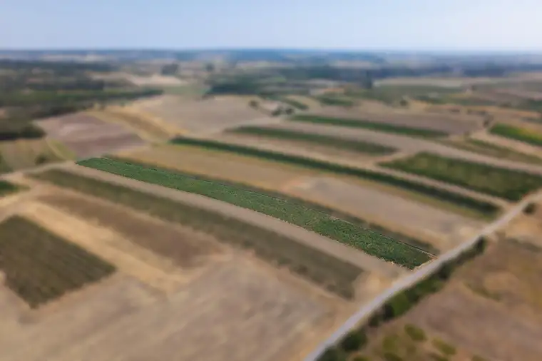Landwirtschaftliches Grundstück in der KG Bockfließ - 5681m2