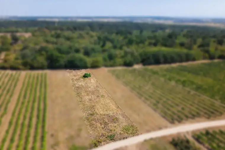 Landwirtschaftliches Grundstück in der KG Groß-Schweinbarth - 1611m2
