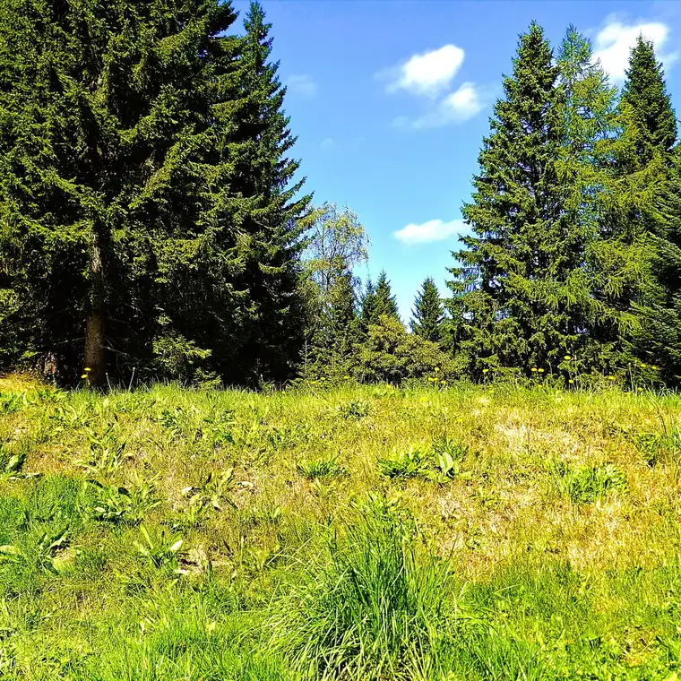Alpenparadies ohne Bauzwang "Erholung beginnt HIER" Baugrundstück, voll aufgeschlossen auf 1.250 Metern Seehöhe!