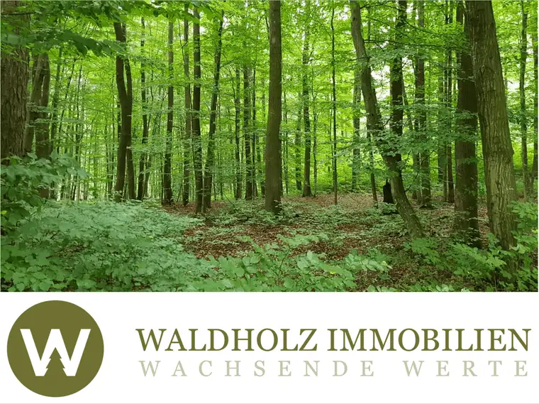 44 Hektar Mischwald bei Wien, Österreich, Buchenwald, Forst