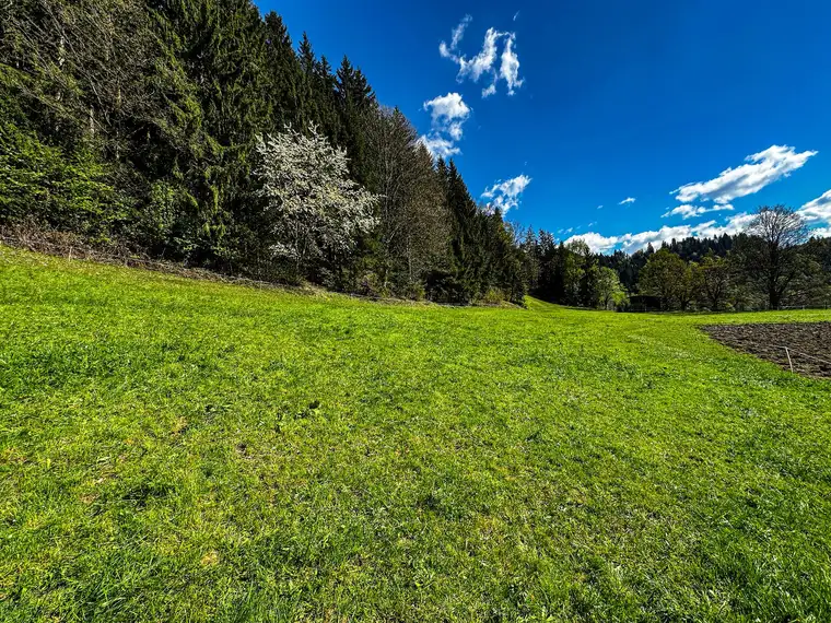 Panorama-Grundstück in idyllischer Waldrandlage