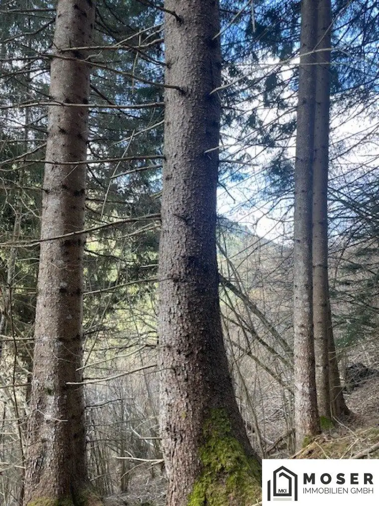 5,2 ha Wald &amp; landwirtschaftliche Nutzfläche nähe Murau zu verkaufen