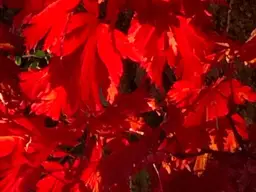 wunderschön gelegenes Häuschen / provisionsfrei