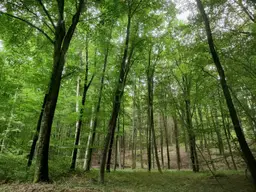 4,2ha Mischwald zu verkaufen!