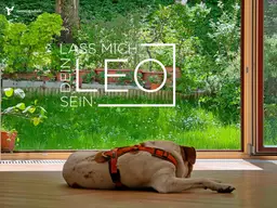 Ich will dein LEO sein