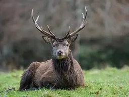 EIGENJAGD