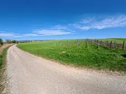 In Vino Veritas ! Weingarten bei Siegendorf zu kaufen !