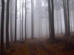 Großes Waldgrundstück mit gepflegtem Baumbestand zu verkaufen