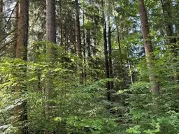 Wald und Naturjuwel