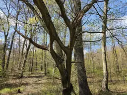 Waldgrundstück mit gepflegtem Baumbestand zu verkaufen