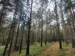 8 Hektar Wald auf 2 Parzellen im Waldviertel
