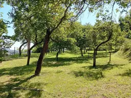 Marillengarten bzw. Freizeitgrundstück in Krems mit einzigartiger Wachaulage und Donaublick.