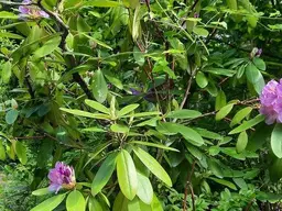 Uneinsehbares sonniges Gartengrundstück in traumhafter Ruhelage
