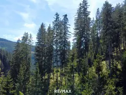 Bergwald Juwel: Einzigartige Waldparzellen in St. Johann am Pressen