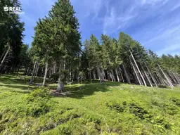 10,37 ha - Waldgrundstück in St. Michael im Lungau