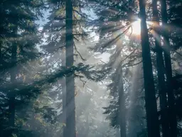 Waldparzellen in Außervillgraten