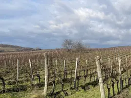 Weingarten im Herzen des Burgenlands