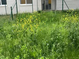 Gärtner, oder Bienenliebhaber gesucht für 2-Zimmer-Wohnung in Pitten