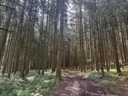 Ca. 9 ha Waldfläche zwischen Gurten und Eitzing - überwiegend Nadelholz