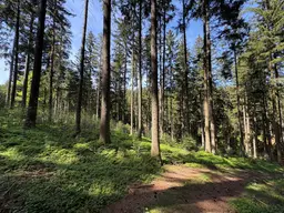 Waldfläche in Eberschwang/Hausruckwald - ca. 25.126 m²