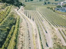 WEINGARTEN IN AUSSICHTSLAGE IM WEINBAUGEBIET WACHAU - WEINGARTEN, LANDWIRTSCHAFTLICHE FLÄCHEN - GRUNDSTÜCK IN DER WACHAU - KEIN BAUGRUNDSTÜCK!