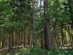 Zusammenhängende Waldgrundstücke im Südburgenland– 18.814 m²