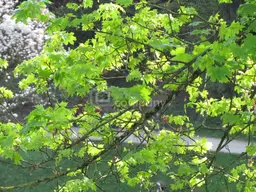 Bezaubernde Wohnung mit schöner Aussicht !! - Renoviert, sehr sonnig !