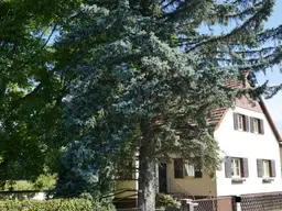 Wohnhaus mit Nebengebäude in Ortsrandlage in 2625 Schwarzau am Steinfeld
