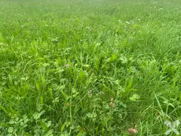 Landwirtschaftliches Wiesengrundstück in Haus im Ennstal