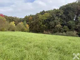 Wiese mit Wäldchen